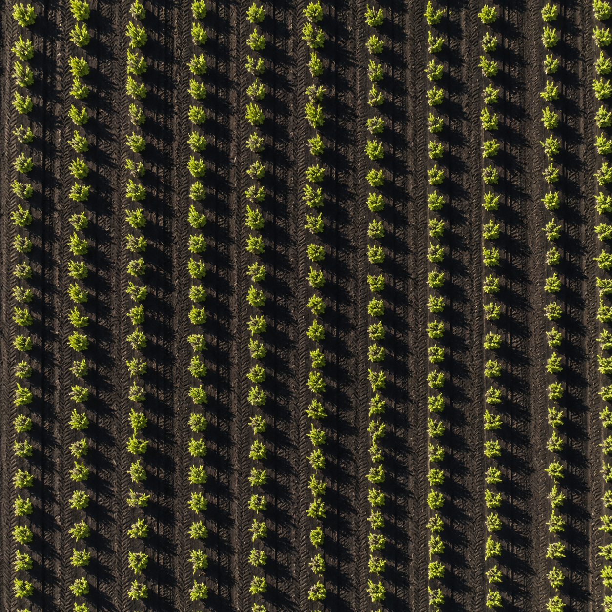 Vista aérea de cultivos de papas en Lanzarote | Crops Import & Export Vista aérea de los cultivos de papas en suelo volcánico de Lanzarote gestionados por Crops Import & Export.